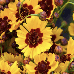 Bright yellow and maroon flowers blooming in a garden.